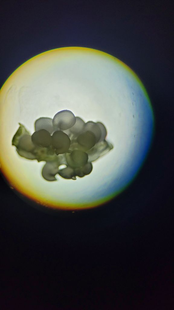 Kanna (sceletium tortuosum) Ovules