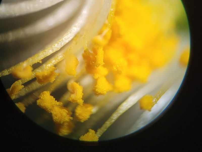 Are Kanna flowers male or&nbsp;female?