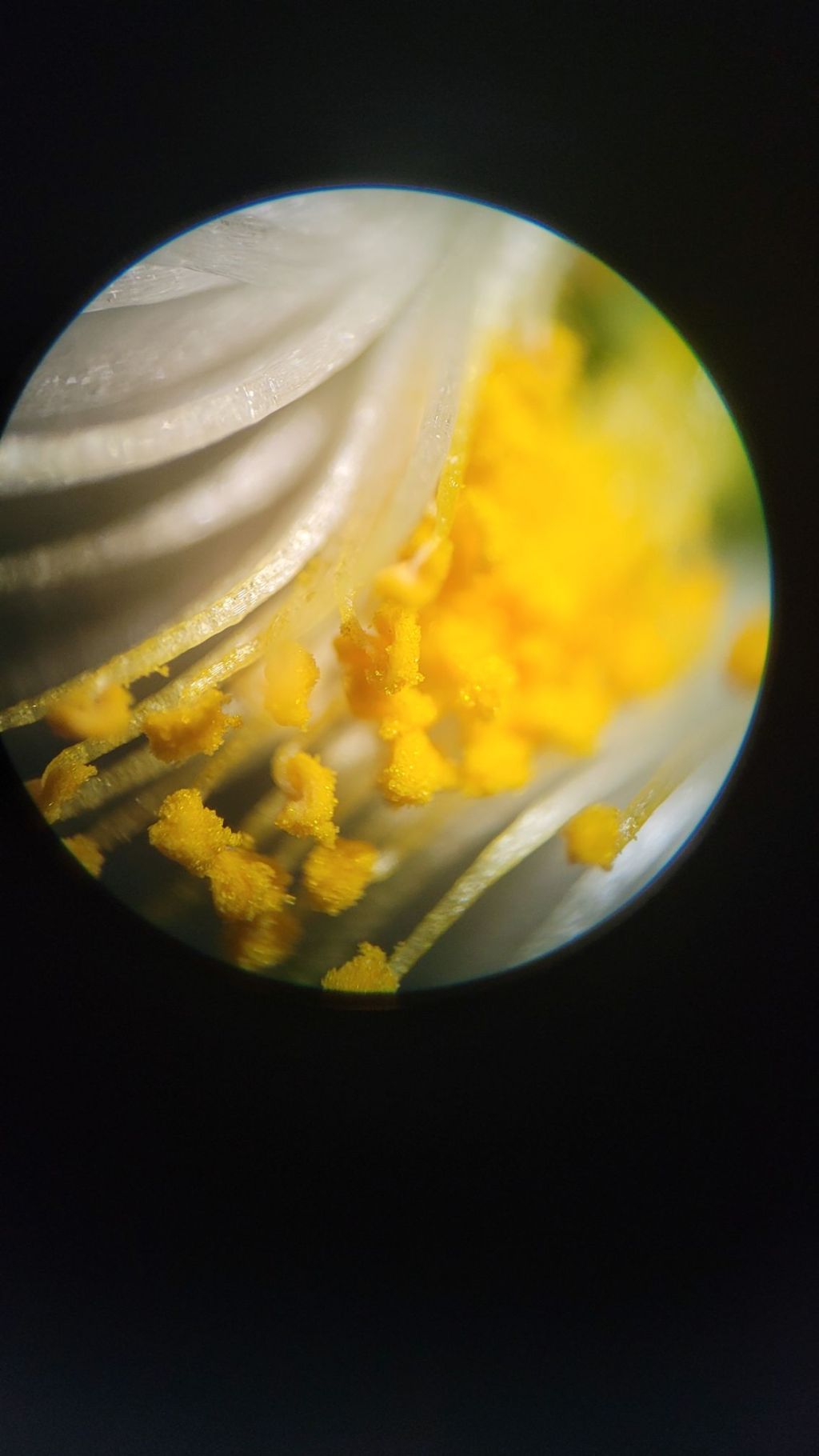 Are Kanna flowers male or&nbsp;female?