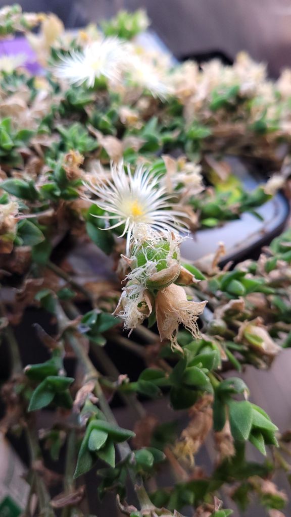 Kanna seed pod with a flower