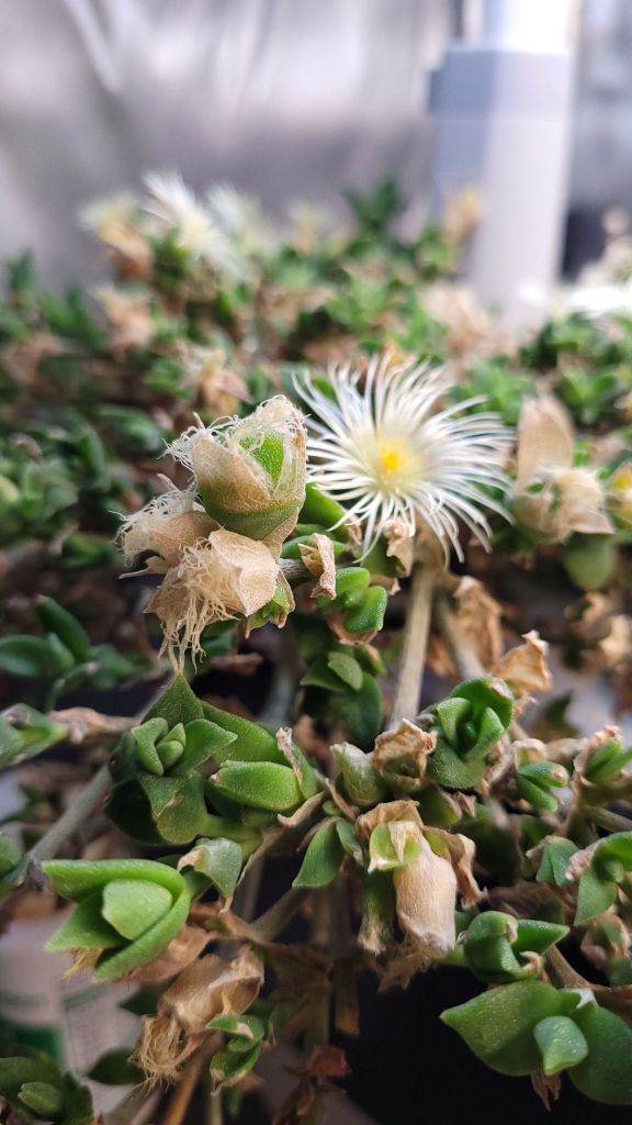 Kanna seed pod with a flower